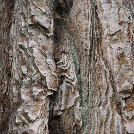 Tree by Kerstin Hentschel, Skye 2017