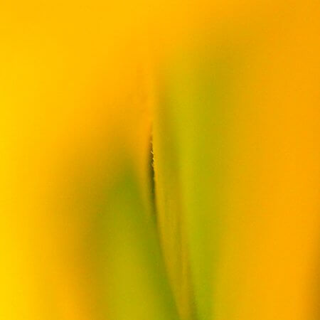 Tulpen by Kerstin Hentschel