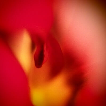 Tulpen by Kerstin Hentschel