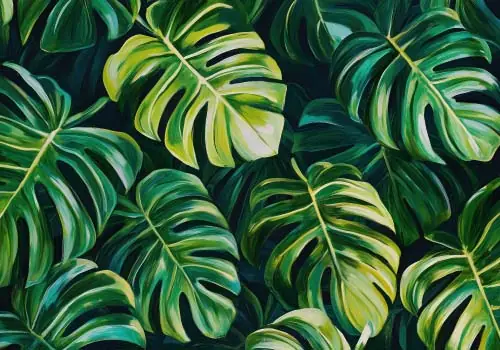 Monstera