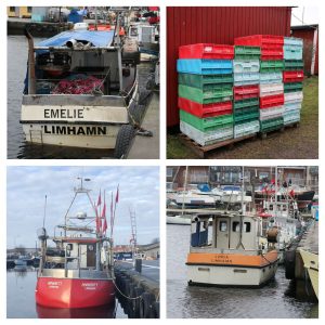 Malmö Limhamn Limhamns fiskehamn Kokkolit fiskebåtar sälar i Öresund Öresundsfisk-från båt till bord
