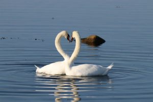 Alla hjärtans dag kärleksfulla svanar på Limhamn foto av Kokkolit