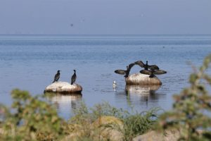 Skrakar som luftar vingarna utanför fiskehoddorna på Sibbarp foto av Kokkolit