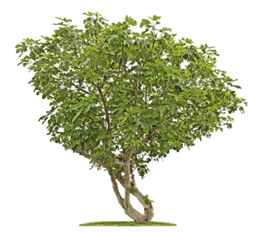 Baum-Olive