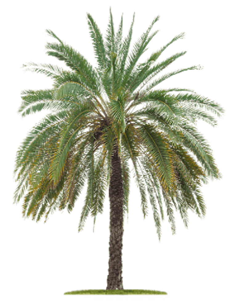 Baum-Palme