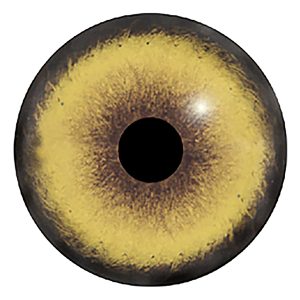 Hareögon – 22 mm
