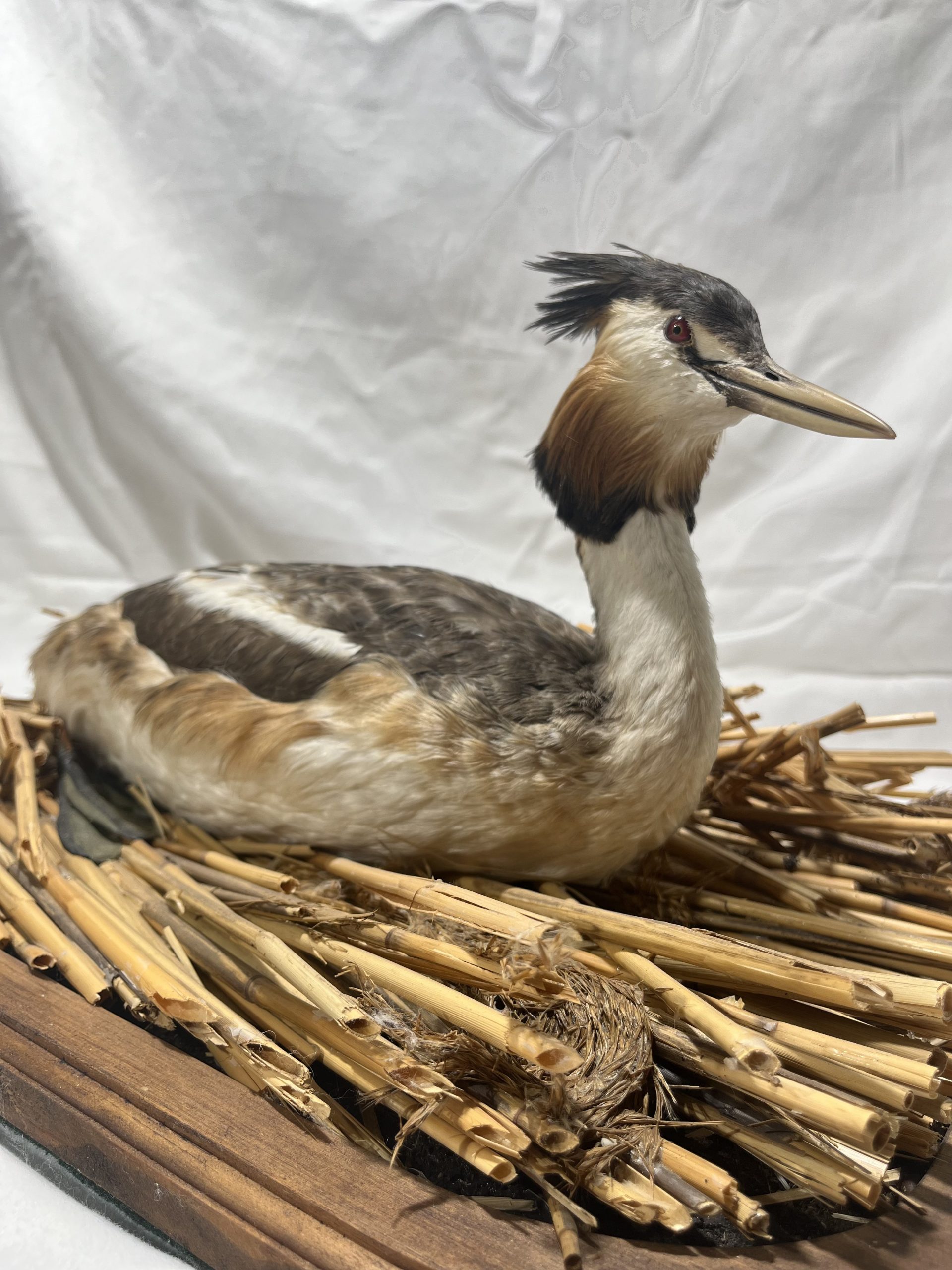 Skäggdopping (Podiceps cristatus) - Bild 3