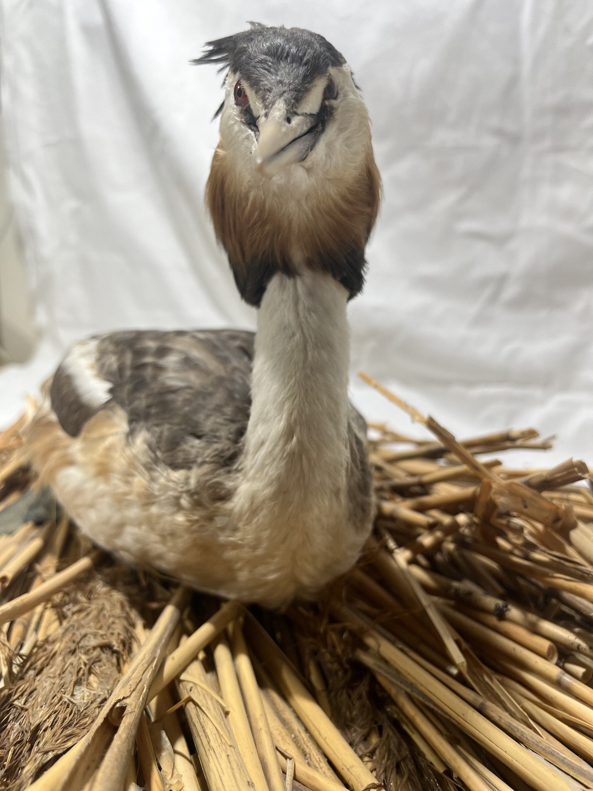 Skäggdopping (Podiceps cristatus) - Bild 2