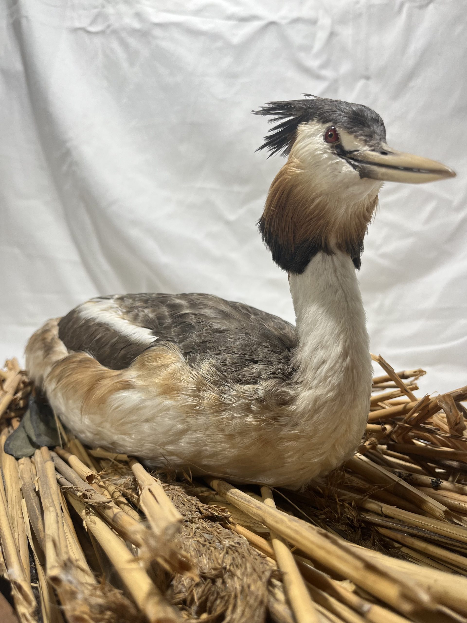 Skäggdopping (Podiceps cristatus)