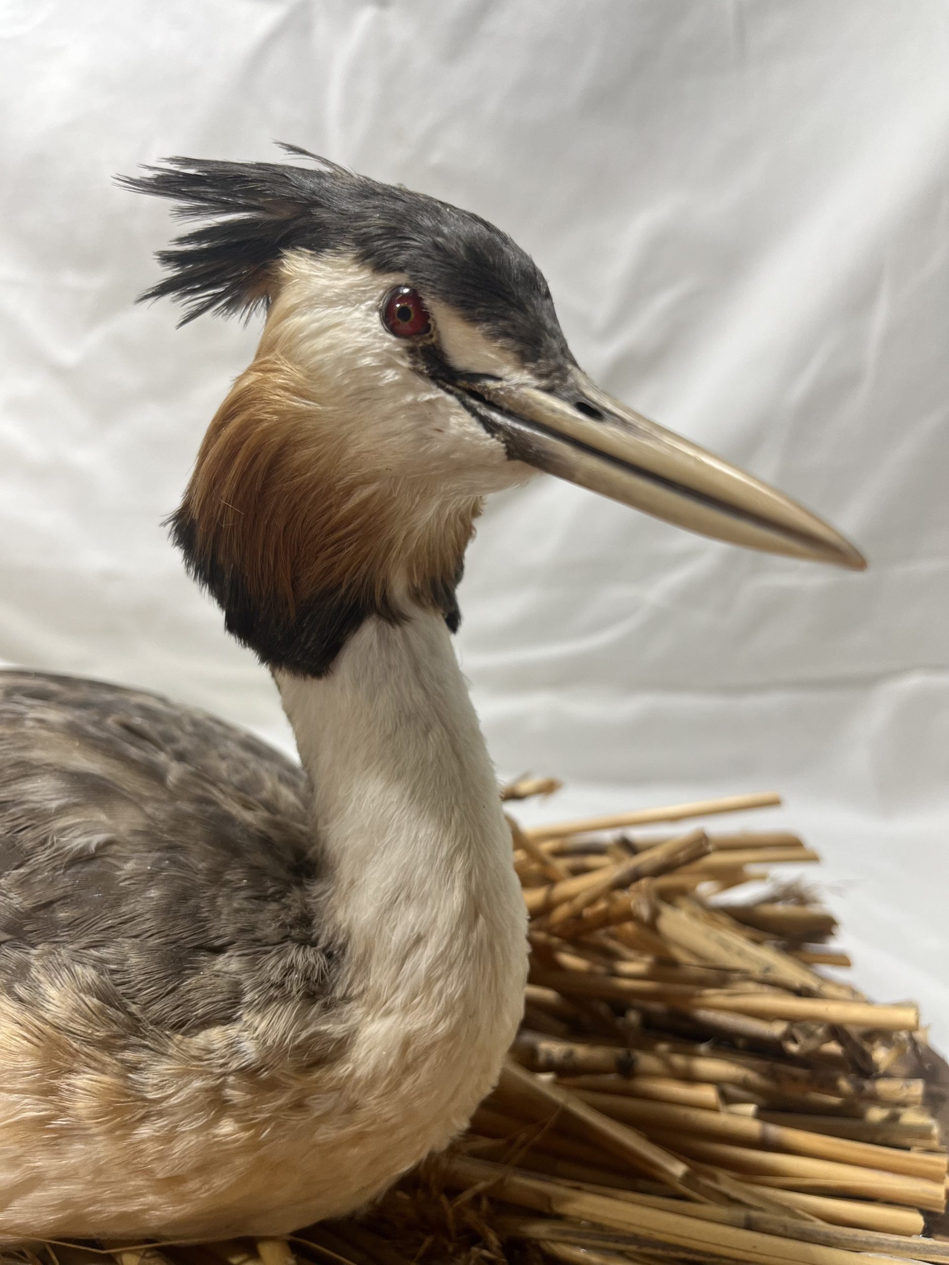 Skäggdopping (Podiceps cristatus) - Bild 4