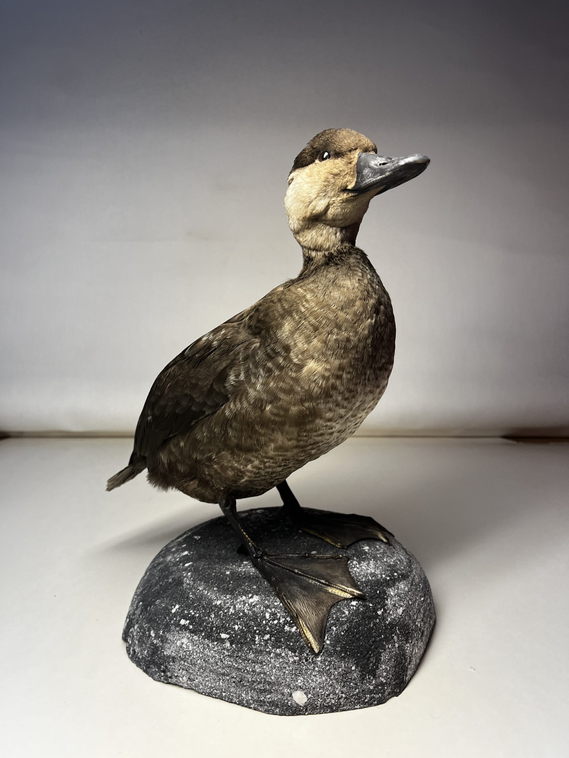 Sjöorre (Melanitta nigra) - Bild 2