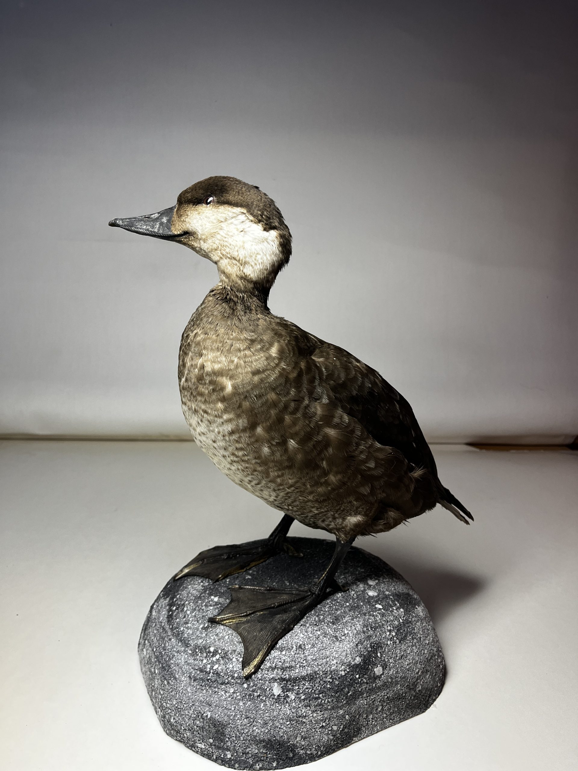 Sjöorre (Melanitta nigra)