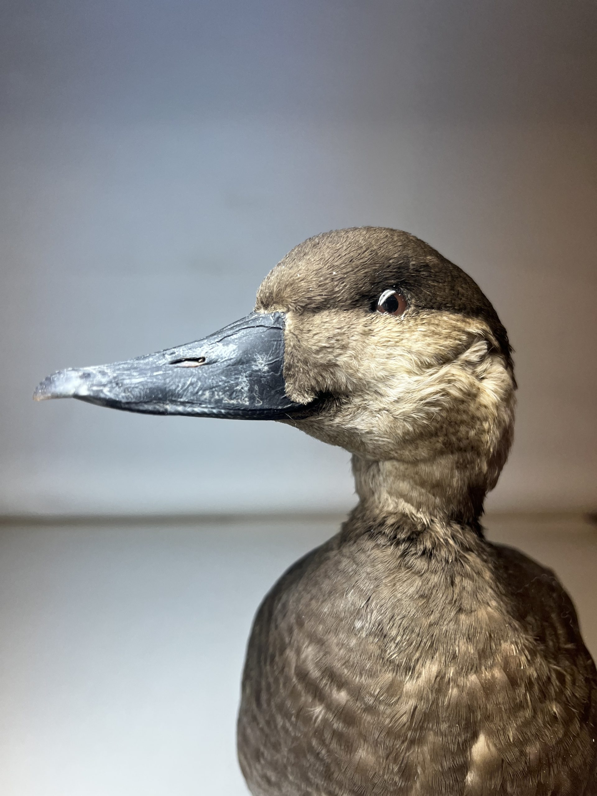 Sjöorre (Melanitta nigra) - Bild 3