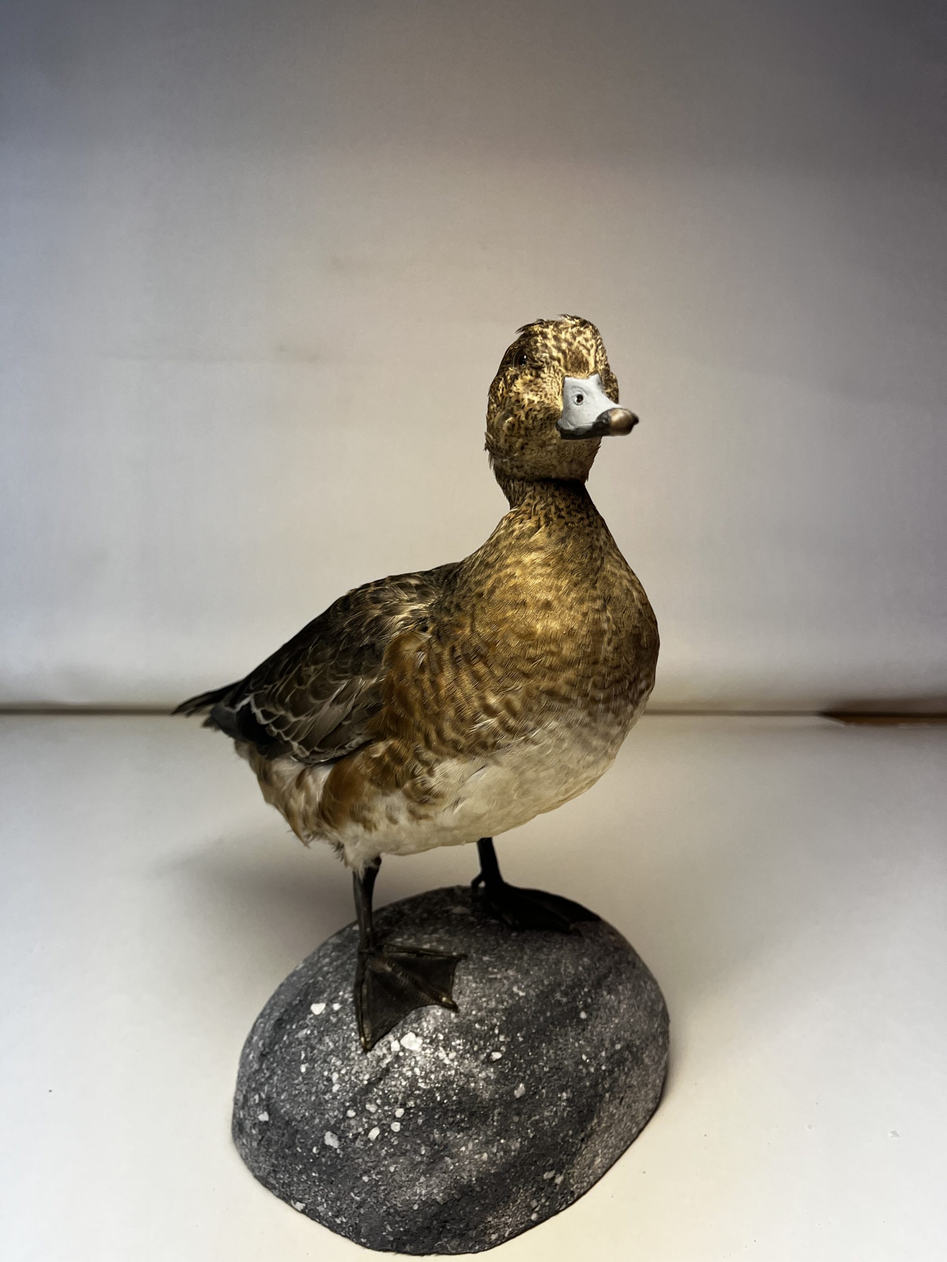 Bläsand hona (Mareca penelope) - Bild 3