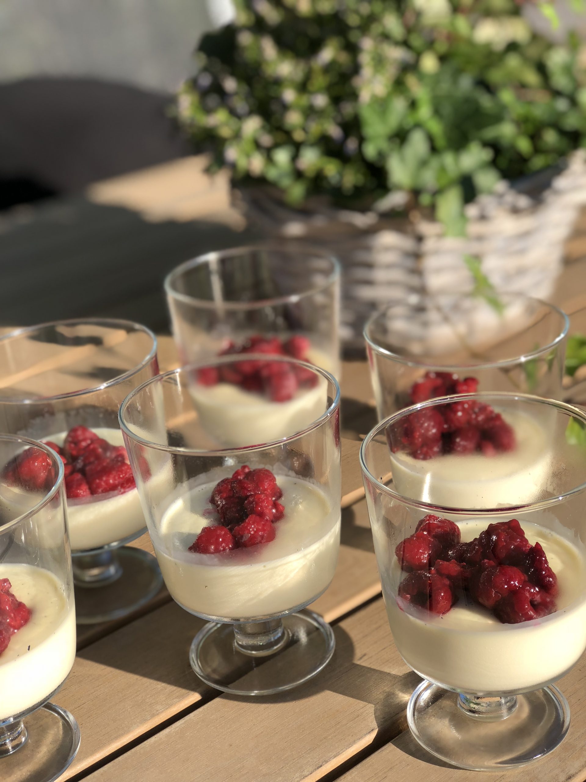 pannacotta