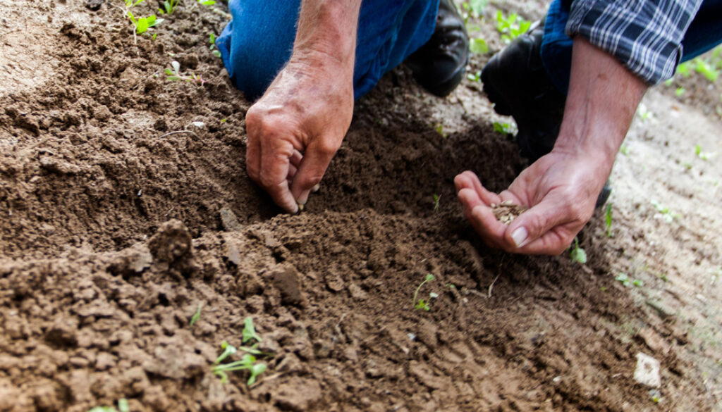 man-planting-plant-169523