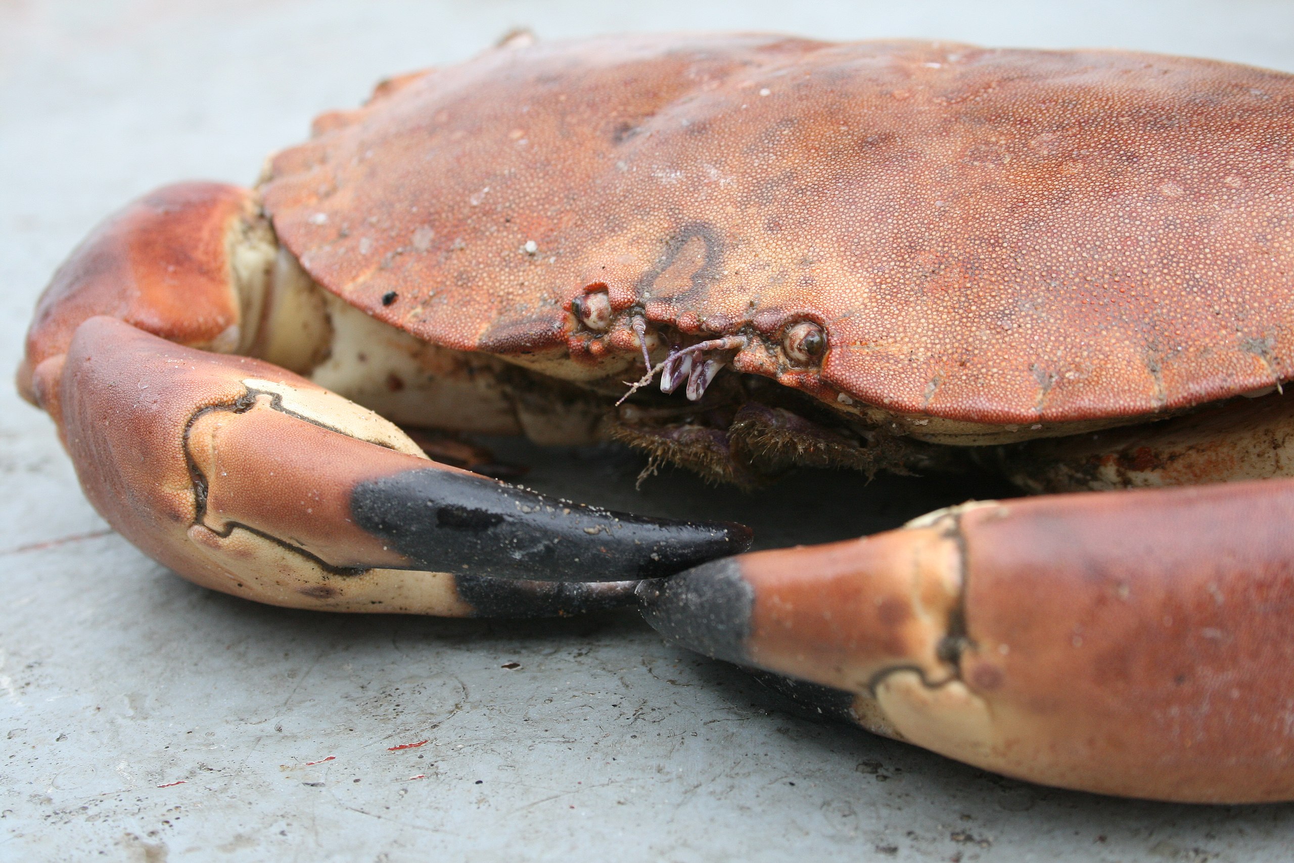 Schaal- en schelpdieren