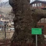 ГОТОВО ПРЕКО 500 ГОДИНА Старо дрво-Платан у Призрену