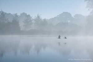 Autumn Flyby - Drentsche Aa, Groningen