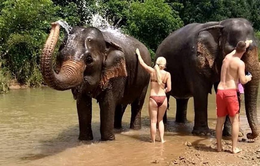Elephant Sanctuary Love not Riding