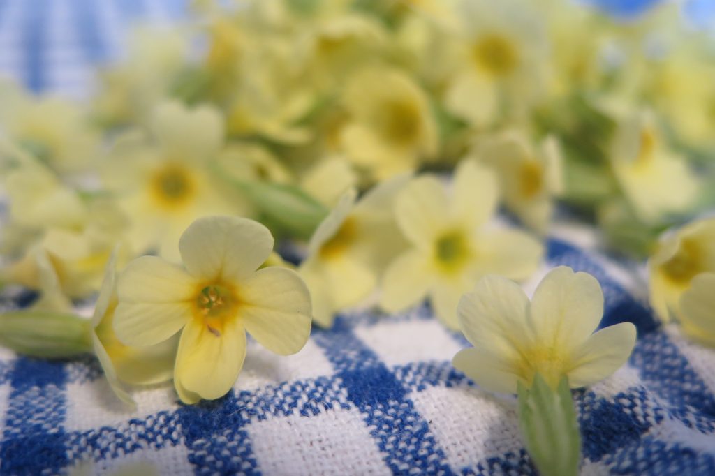 Schlüsselblumen-Honig: Blüten mit Kelch sammeln