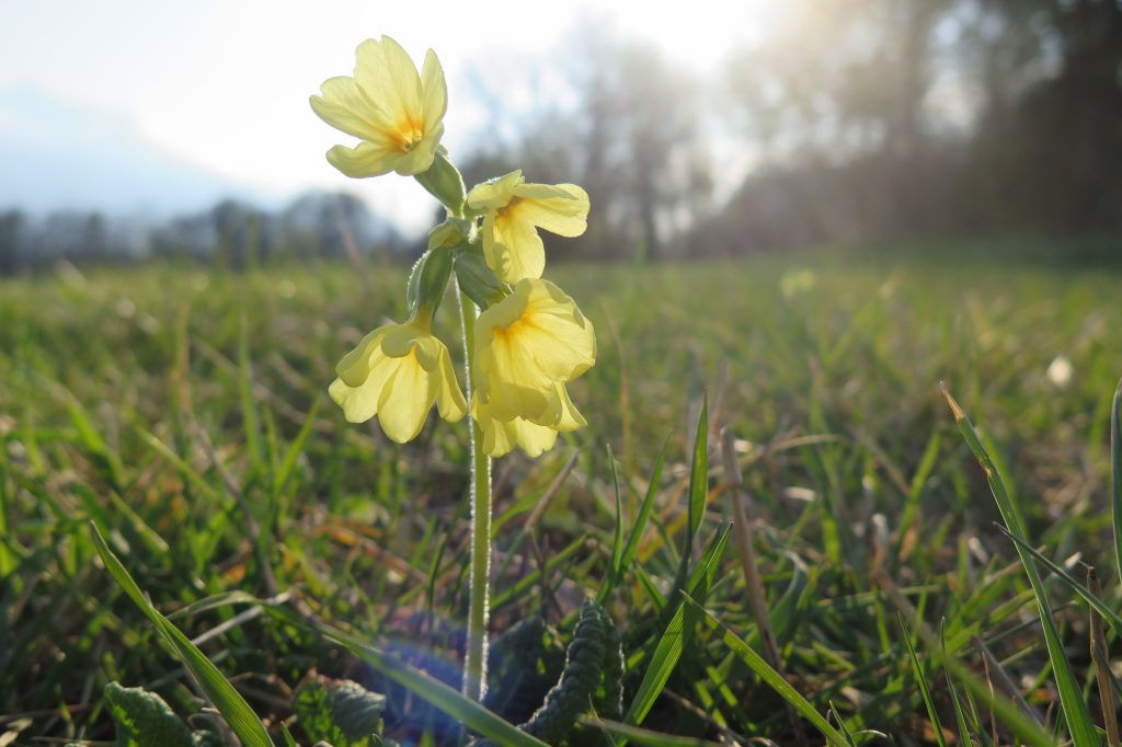 Schlüsselblume - eine der ersten Frühlingskräuter