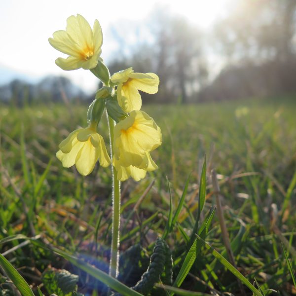 Schlüsselblume - eine der ersten Frühlingskräuter