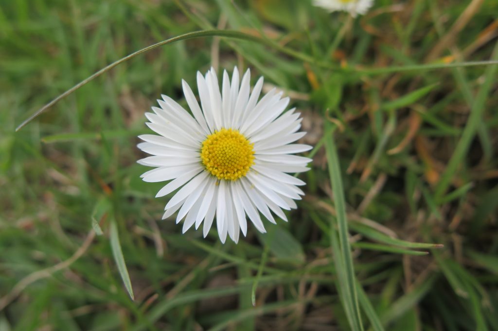 Gänseblümchen