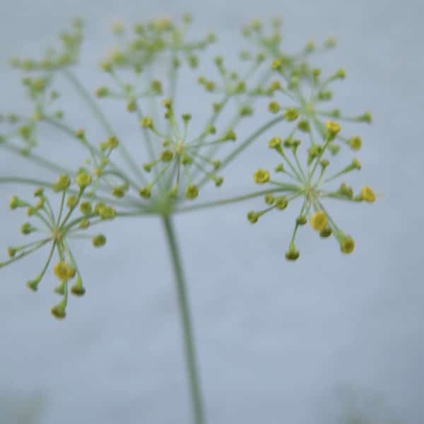 Dill