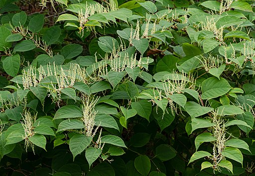 Invasive Neophyten | Japanischer Staudenknöterich