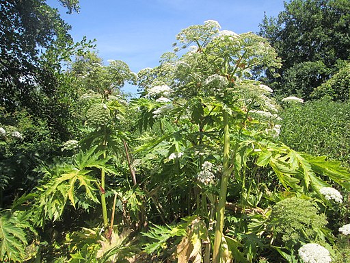 Invasive Neophyten | Riesenbärenklau