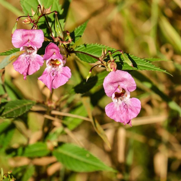 Invasive Neophyten | Drüsiges Springkraut