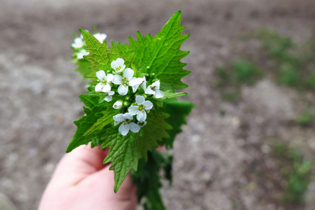 Knoblauchsrauke - Blüten