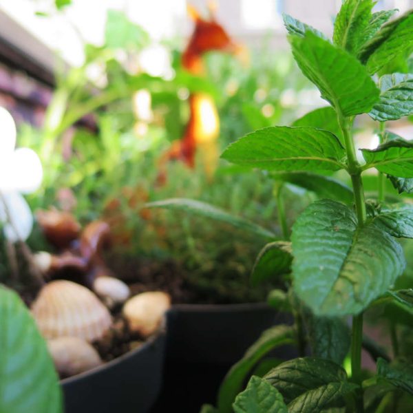 Kräutergarten am Balkon anlegen