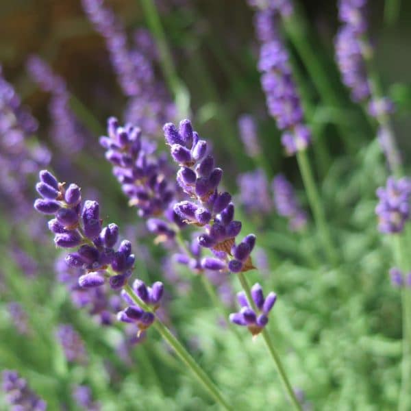 Lavendel - Wirkungen, Wissenswertes, Rezepte