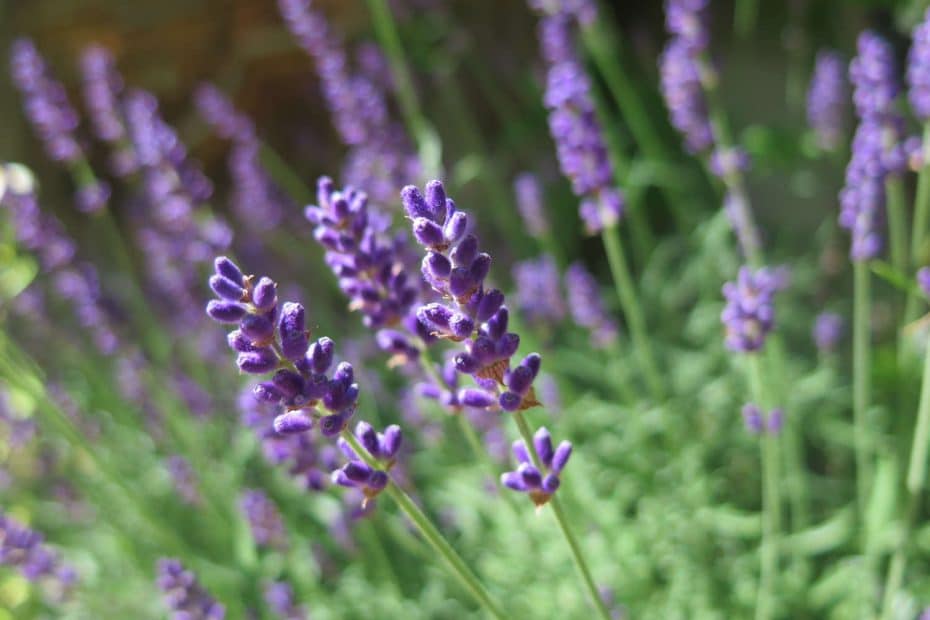 Lavendel - Wirkungen, Wissenswertes, Rezepte