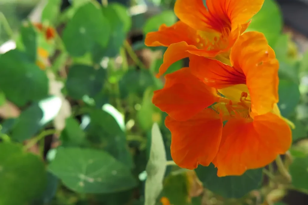 Kapuzinerkresse hat leuchtende Blüten