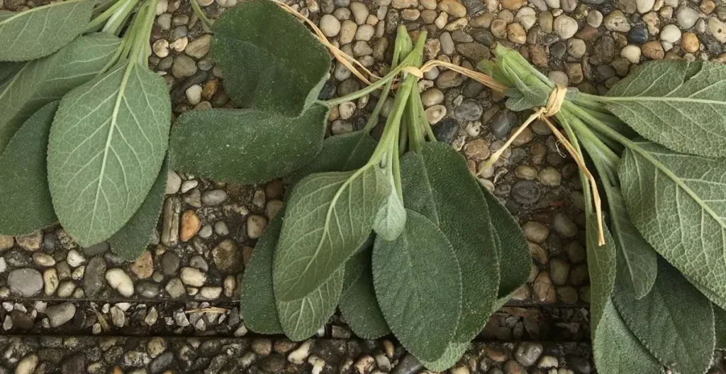 Kräuter bei Erkältung - Salbei, Thymian und Ringelblume