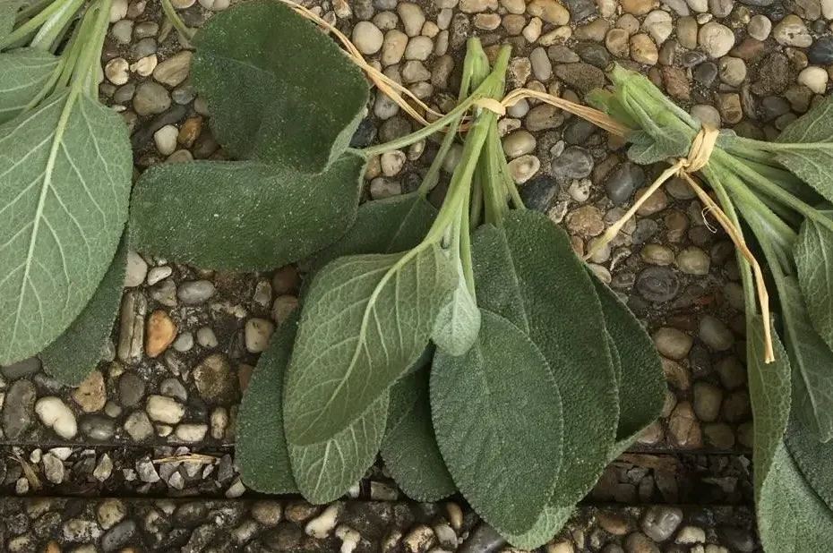 Kräuter bei Erkältung - Salbei, Thymian und Ringelblume