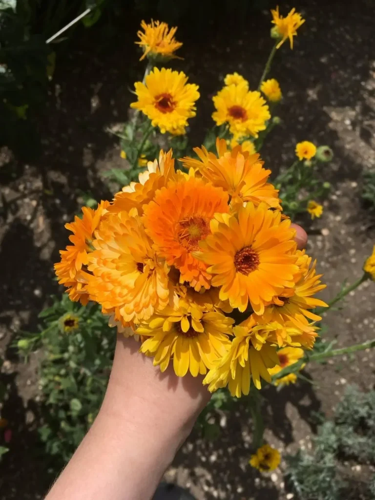 Erkältung Kräuter - Ringelblume; Ringelblumensalbe selber machen