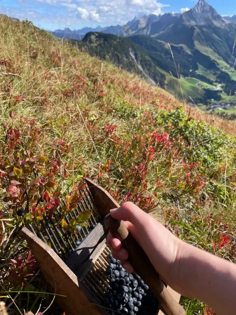 Heidelbeer Likör - einfaches Rezept auf kraeuterley.at