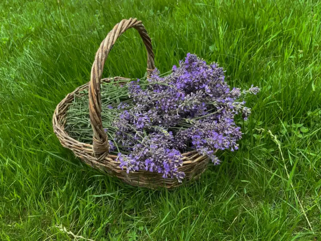 Lavendel - Kräuterportrait auf kraeuterley.at
