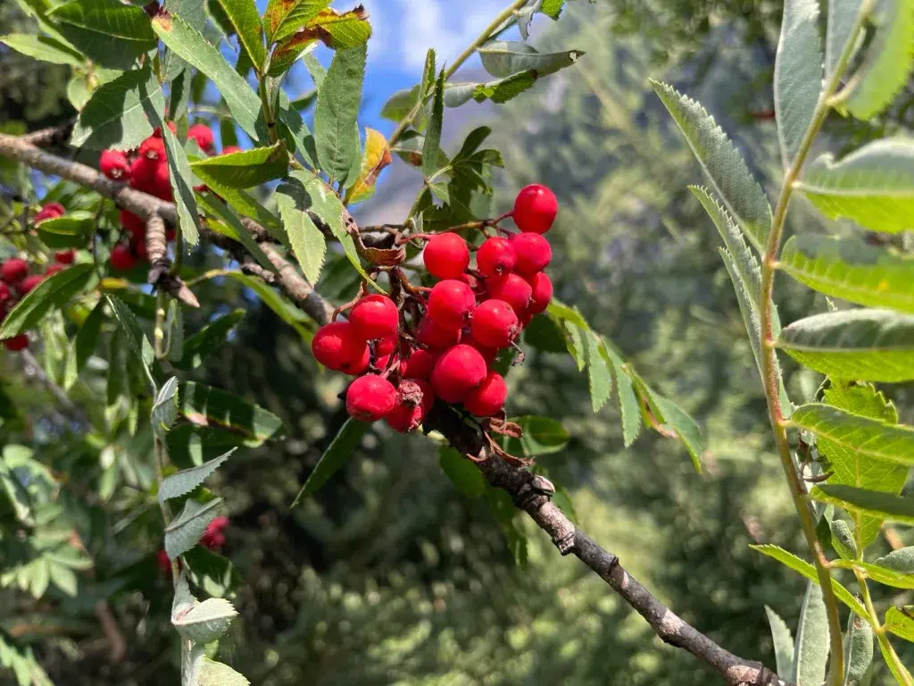 Vogelbeere - Wissenswertes und Rezepte auf www.kraeuterley.at