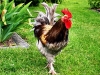 rooster