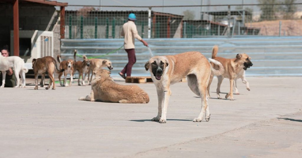 مانگی-داهاتوو-پرۆسەی-کۆکردنەوەی-سەگە-بێلانەکانی-هەولێر-خێراتر-دەکرێت