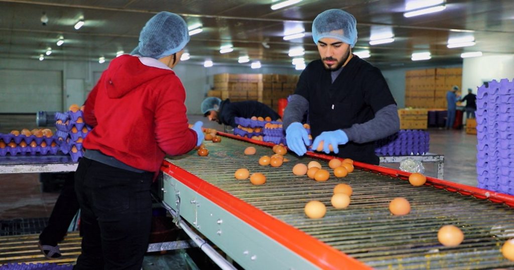 بە-جێبەجێکردنی-٥١٤-پڕۆژەی-ئاژەڵداری-و-پەلەوەری-٦٠-هەزار-هەلی-کار-ڕەخسێندراوە