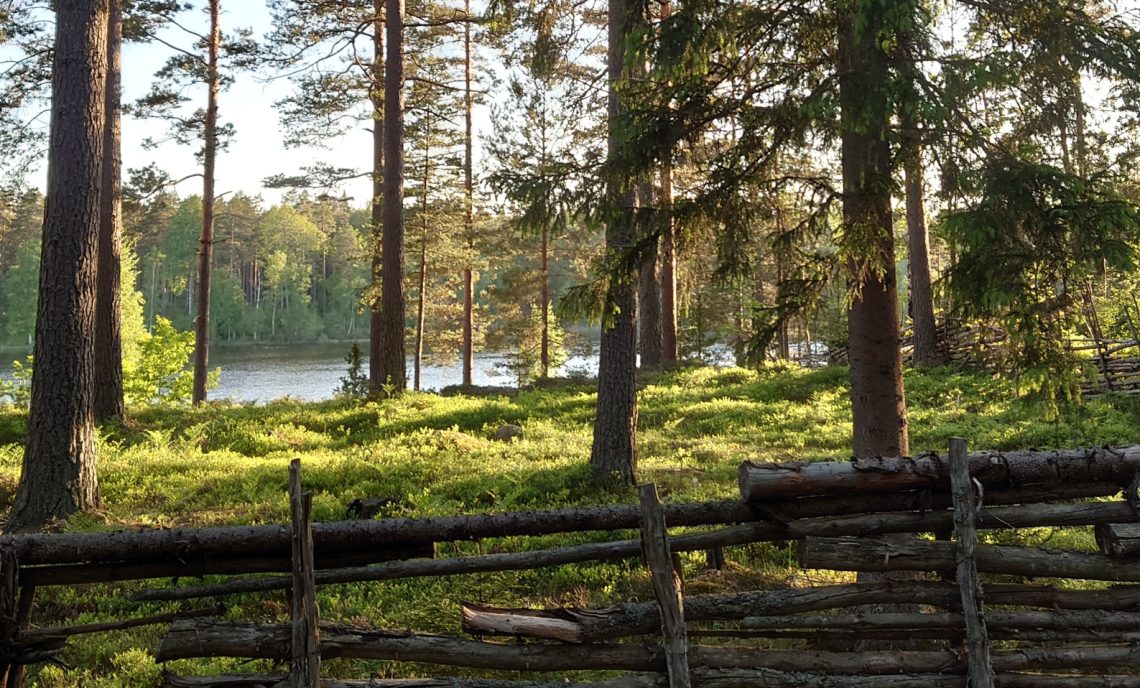 Skog och gärdesgård