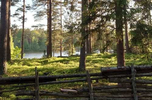 Skog och gärdesgård