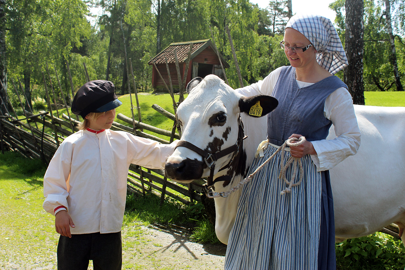 Pojke får klappa en ko på Torekällbergets museum.