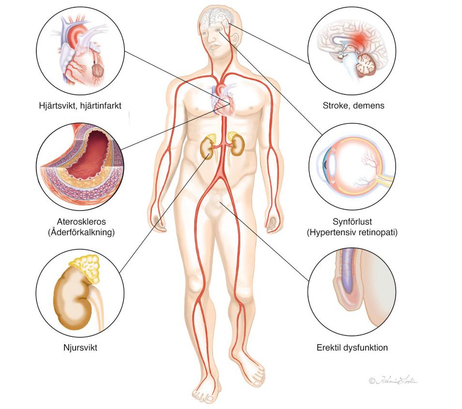 Cardiovascular system